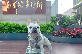 滑板狗闪现上海南京路步行街，路人们都看呆了，这狗太酷了！视频封面