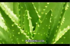 芦荟胶功效与作用视频封面