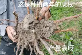 种植虎杖很容易，三年亩产15000斤以上，并且供不应求