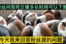 最近网友问荷兰猪多长时间可以下崽，还问刚出生的荷兰猪卖不卖？