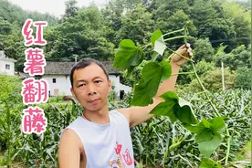 红薯藤蔓需要这样倒腾一下，确保主根营养集中，后面红薯又大又多