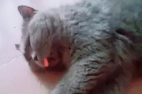 前有针扎小狗，后有#煤气灶烧猫，动物虐待何时休，保护法何时立视频封面