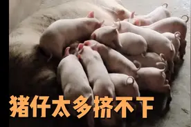 新手养猪这个品种值得推荐 ，不仅抗病能力强好养，猪仔也生的多