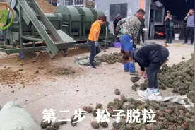 东北松塔是如何变成松子的？经过机器把外皮去掉，最后还要人手选