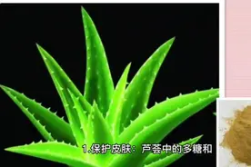 芦荟有哪些独特功效和作用，助你解密！视频封面