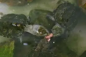 小苗怎么区分纯佛和杂佛？我看了一个多月还是分不出来！视频封面