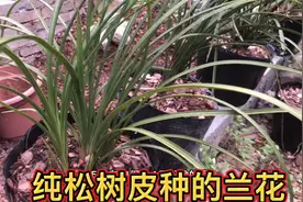 纯松树皮种兰花，一个月竟然也服盆了，新根出来了视频封面