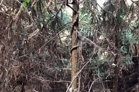 山中哪有树缠藤视频封面