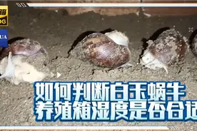 白玉蜗牛箱式养殖过程，这三点即可判断养殖箱里面的湿度是否合适视频封面