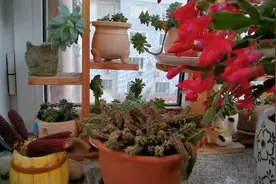 看看刘姥姥只有3平方米的南阳台，摆放了多少盆花花草草。