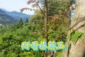 香椿好吃，掰它的时候觉得还挺解压的视频封面