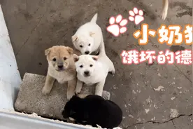 小奶狗饿坏了是什么德性？一顿操作猛如虎，狗妈也拿它们没办法视频封面