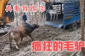 大山散养野黄牛，卖牛王装车没谁不服！场景比西班牙斗牛好看视频封面