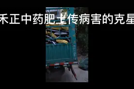 禾正中药肥专业解决土传病害、植株健康、根系发达。视频封面