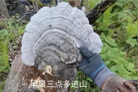 清晨两点多出发上山探索发现 今天碰到一天有毒的蛇 当地叫土球子视频封面