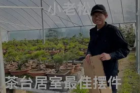 朋友家有一批茶台小黑松，提升品味具有独特的自然魅力，小而美视频封面