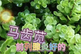 这个就是马齿苋地里面非常多，吃前列腺炎好的，不是开玩笑看清楚视频封面
