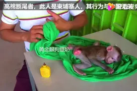 猴主给断尾的小猴子疗伤，它可怜的样子真让人心疼