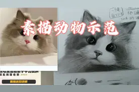 素描动物示范--猫，长视频详解版。一起来画可爱的猫咪吧～