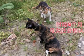 猫妈妈和孩子四个月没见了，它们彼此会相认吗？真的难以想象(上)视频封面