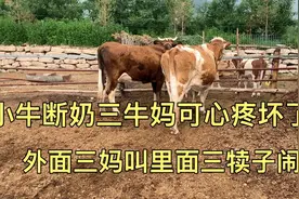 牛妈妈看着圈里可怜巴巴断奶的小牛犊叫个不停，无助的眼神视频封面
