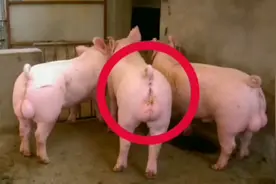 种猪的肉能吃吗？视频封面