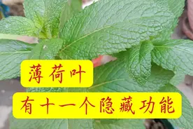 普普通通的薄荷叶，竟然隐藏了十一个功能，为我解决了许多小困扰视频封面
