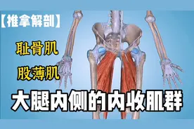 大腿的内收肌群——耻骨肌、股薄肌【推拿解剖】视频封面