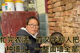 忙完农活，霞又学别人把多肉种在墙上，一整面墙全是多肉视频封面