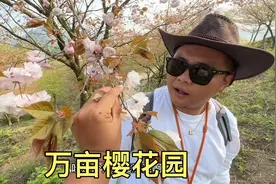 贵州黄腊万亩樱花园，来迟了几天，樱花都快落完了视频封面