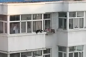 渴望自由的猫咪