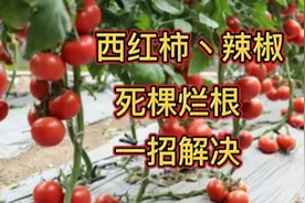 西红柿、辣椒经常此现死棵烂根，教你一招就解决，让你种植无忧