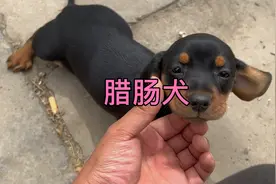 铁包金腊肠犬，老鼠的克星视频封面