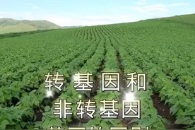 转基因和非转基因黄豆的区别视频封面