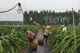 生活请善待我，我已经很努力赚钱啦视频封面