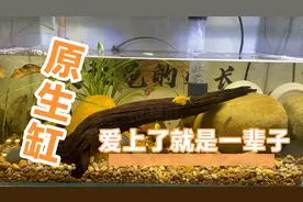 ［养龟小知识］～原生缸造景是剃刀麝香的最爱！视频封面