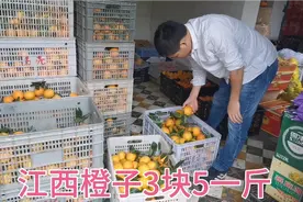 江西赣南脐橙批发才3.5一斤，从江西老家带50斤去东莞，才花170块视频封面