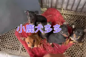 三个月的小鹿犬，育苗齐全，到家直接喂养视频封面
