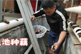 农家小院鱼池大缸种藕  这样种简单又高产  等到秋天有鱼又有藕视频封面