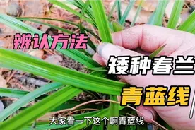 荣哥在大山上发现一棵矮种春兰，青蓝线艺明显，这样辨认方法简单视频封面