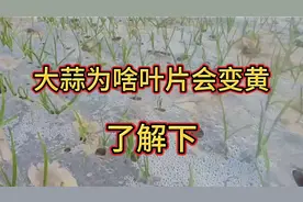 大蒜幼苗为啥会变黄，原来是这原因，用一法迅速变绿