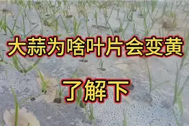 大蒜幼苗为啥会变黄，原来是这原因，用一法迅速变绿视频封面