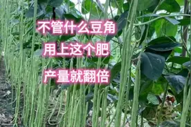 不管种植什么样的豆角，这种肥一定不能缺，用上它，产量就翻倍视频封面