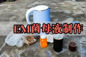 7天快速自制生物发酵菌，小小一瓶就能发酵一大桶，不发臭营养好