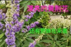 黄荆你有见过吗？紫色的花朵很漂亮，还有可爱的野蜂在采蜜视频封面