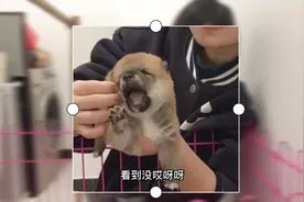 出生20天的小豆柴，拿在手里嗷嗷叫还吧啦着小手不让摸，太可爱了