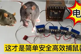 家有老鼠的一定要看看，教你制作最简单最安全最高效的捕鼠器视频封面