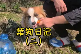 菜狗日记（二），狗狠话不多，想吃什么和我说，我是菜狗康康