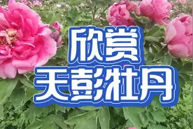 丹景山上的牡丹，与洛阳牡丹齐名，有众多名人到此游玩，景美花艳视频封面