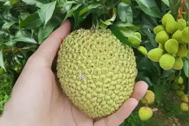 荔枝6块多一斤，果农干瞪眼看别人赚钱，可能会涨价视频封面